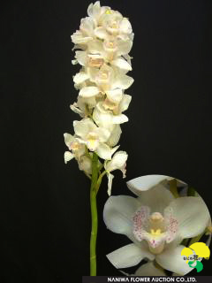 Cymbidium Pure Girl.jpg